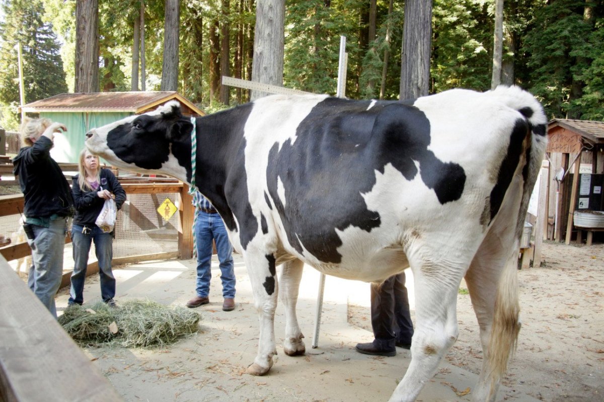 Корова блоссом