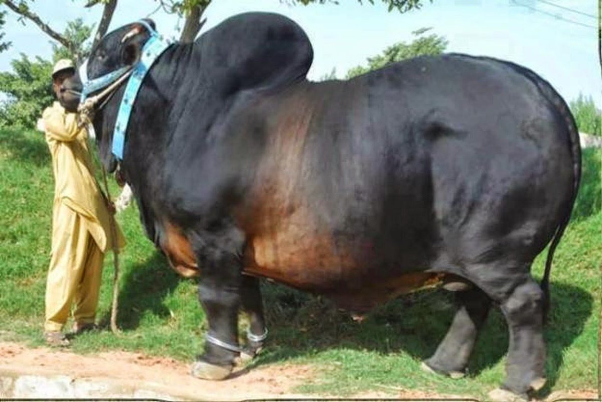 Бык с длинными рогами