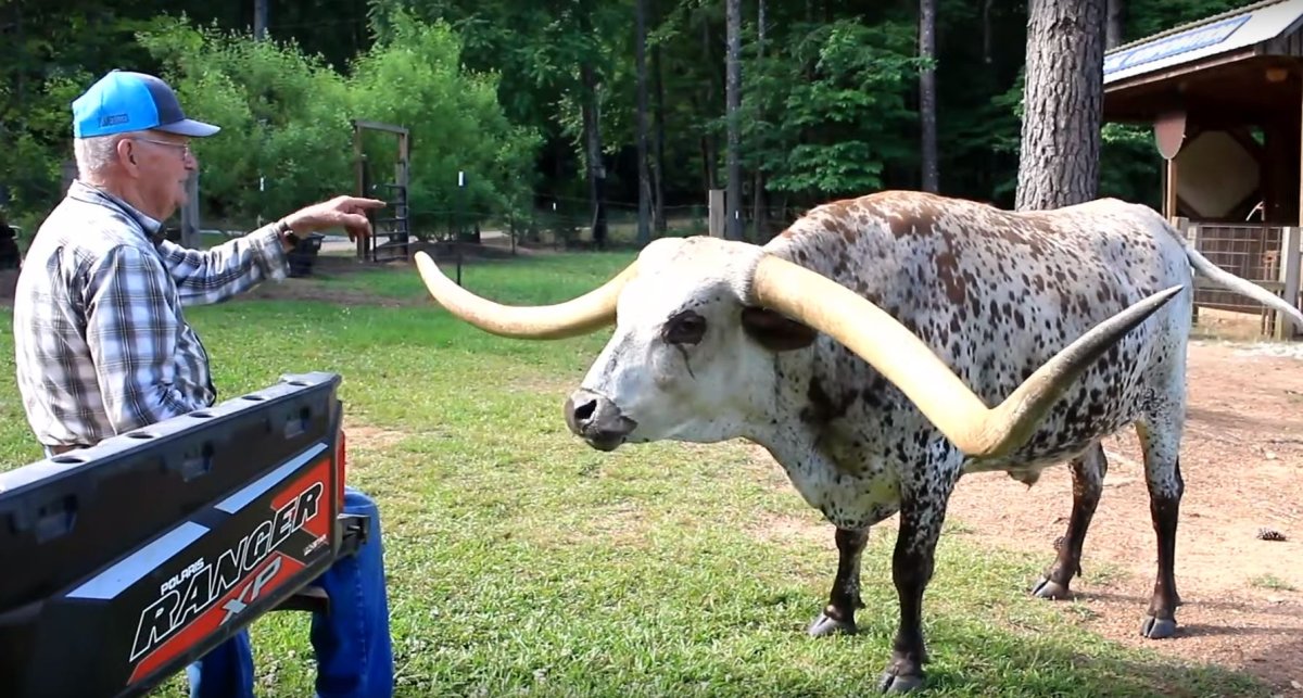 Гигантский бык