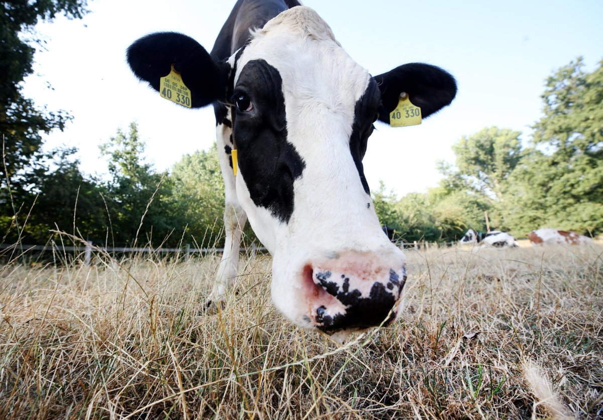 Репп бык Подольской породы