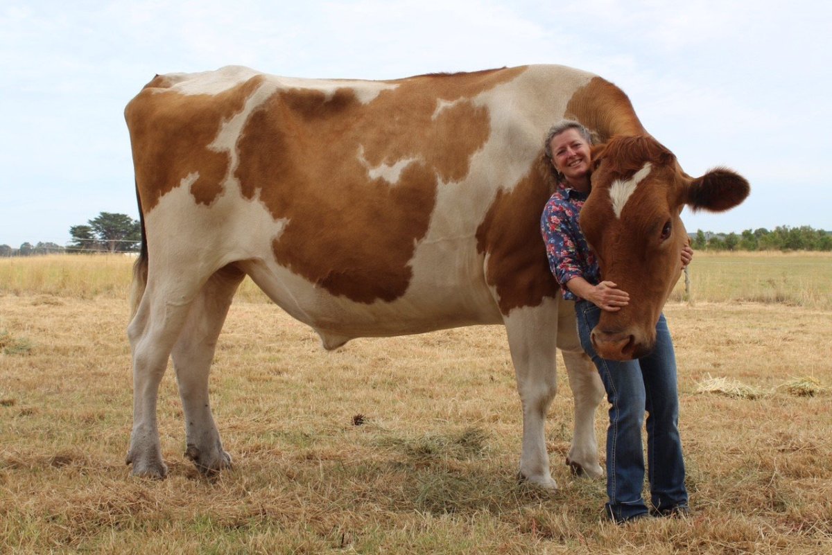 Самый большой бык