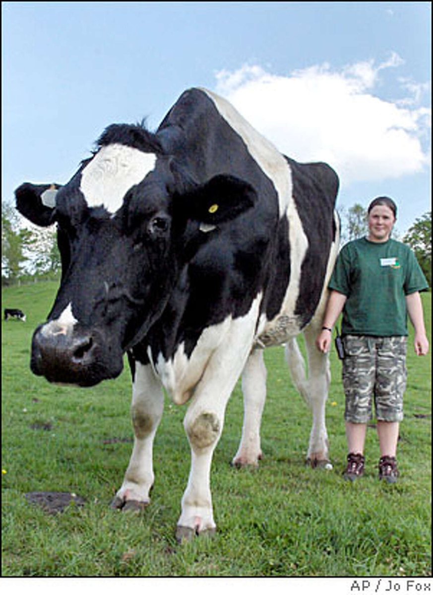 Самые большие коровы