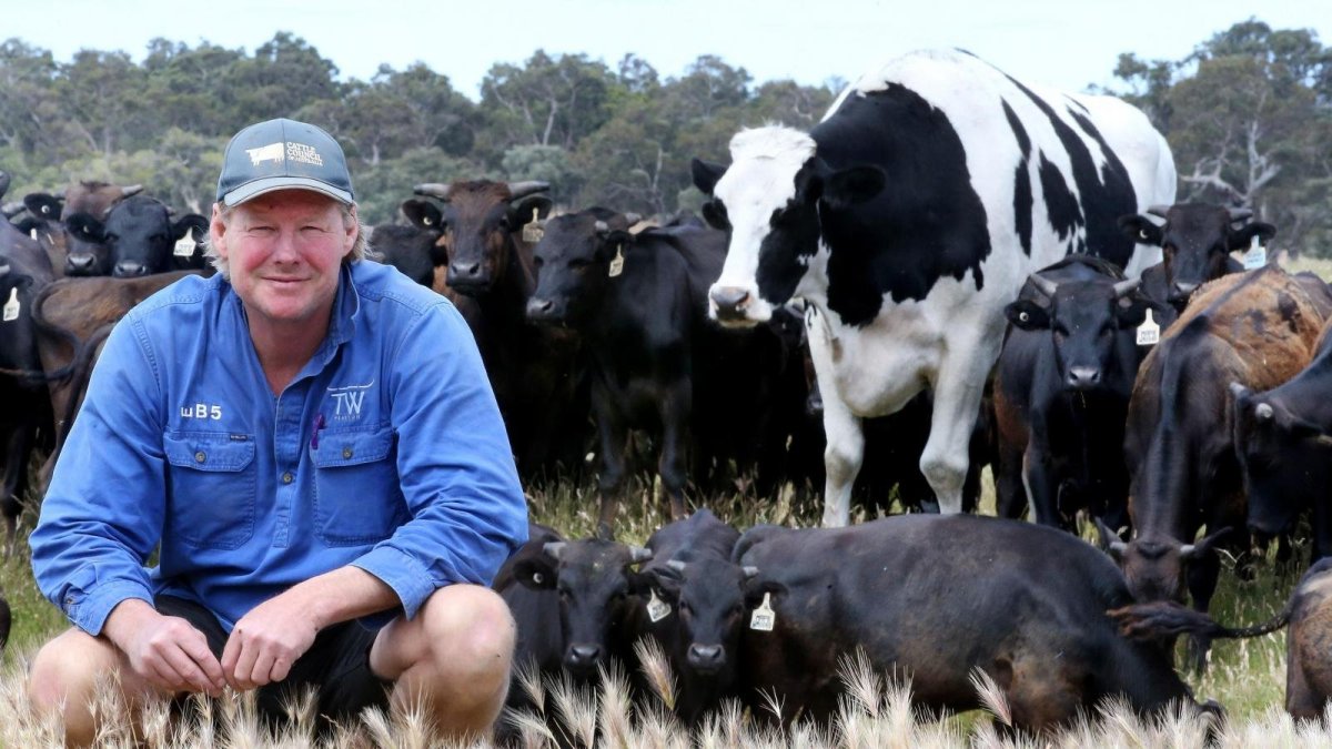 Большая корова в Австралии