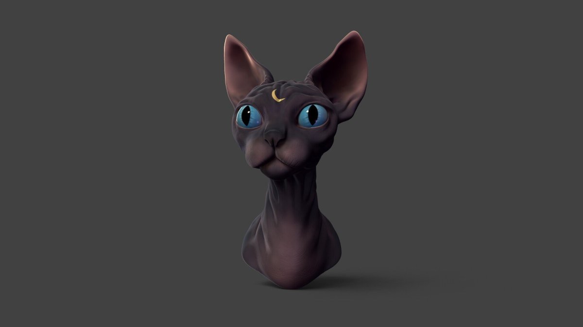 Канадский сфинкс черный