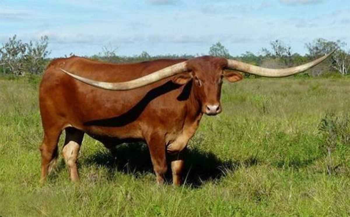 Бык с огромными рогами