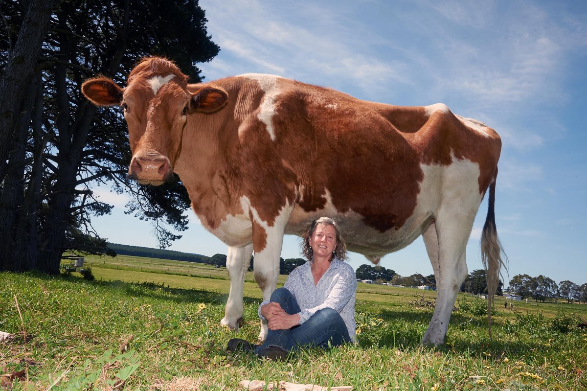 Маунт Катадин корова фото