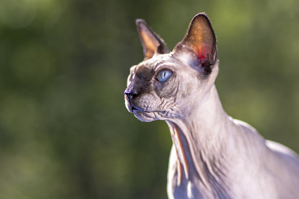 Сфинкс кошка