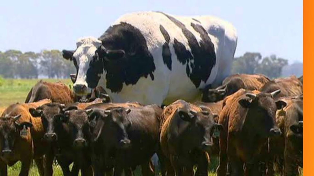 Бельгийская мясная порода Быков