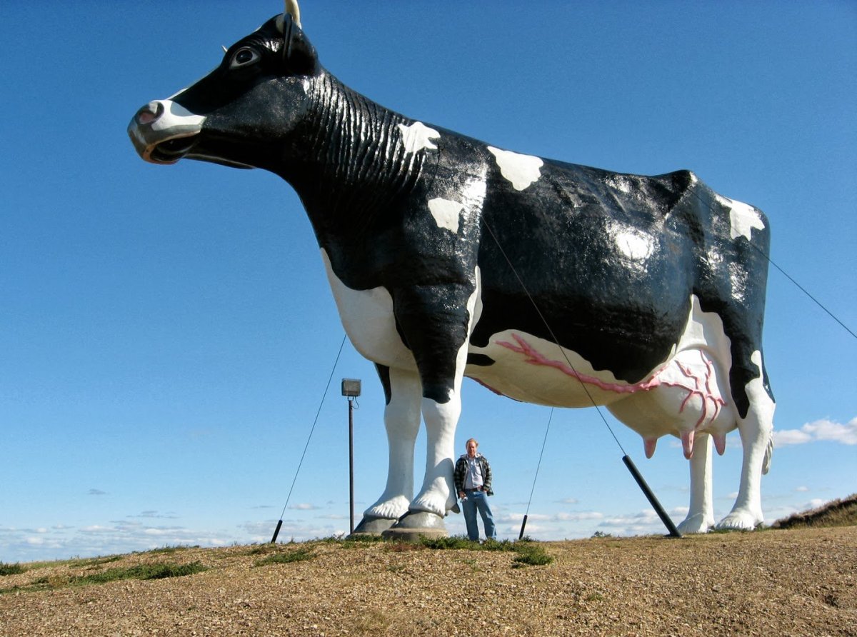 Голд Мисси корова