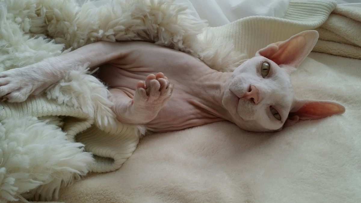 Сфинкс кошка