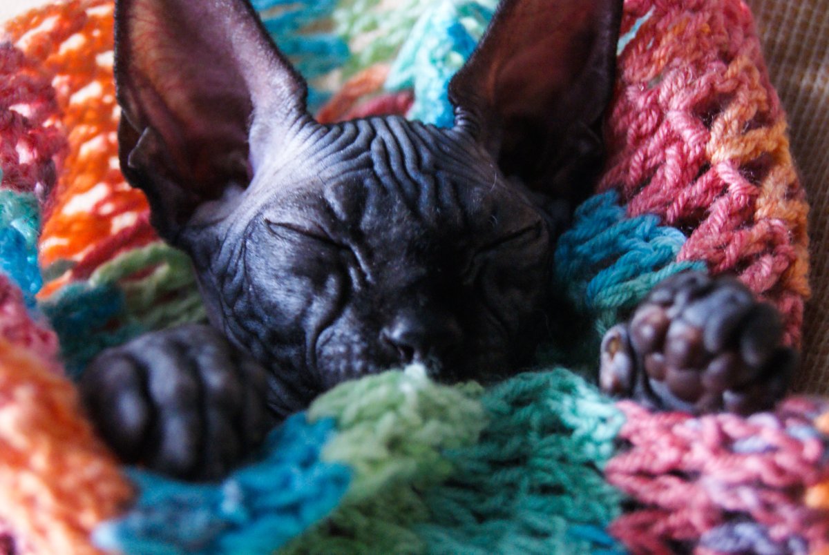 Донской сфинкс морда