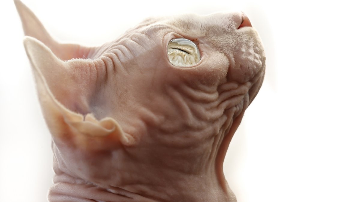 Голова сфинкса кота