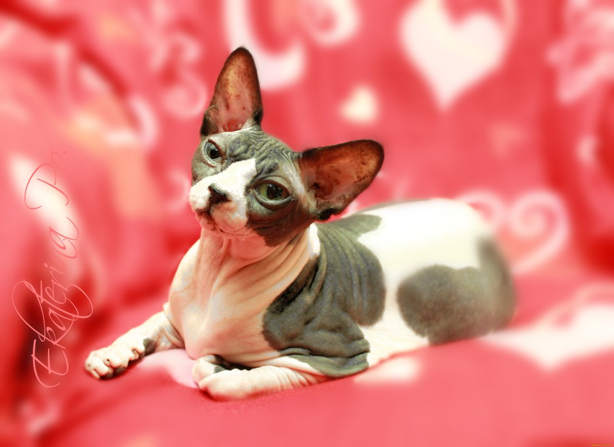 Сфинкс (порода кошек)