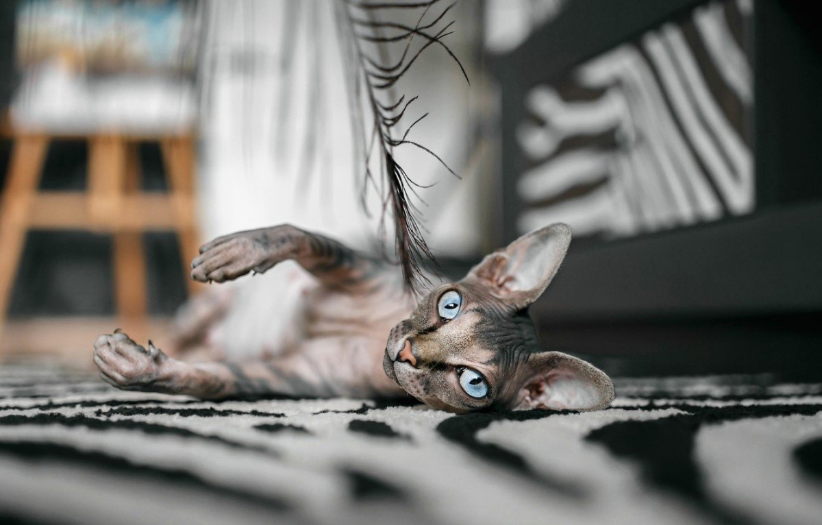 Сфинкс на рабочий стол