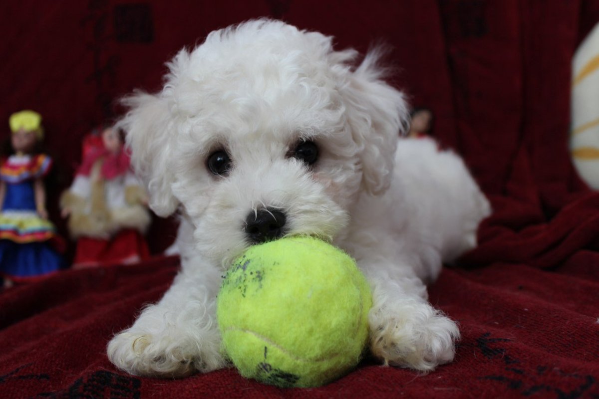 Порода мальтипу пудель