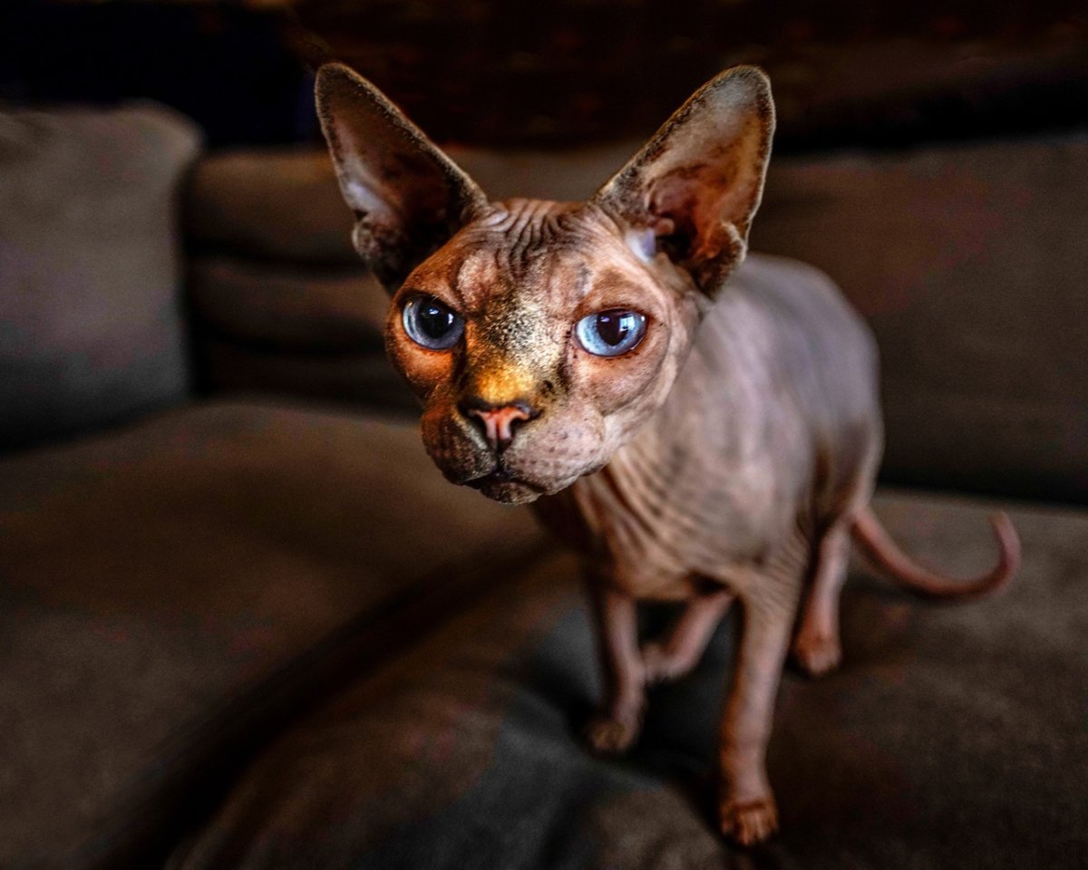 Канадский сфинкс пятнистый