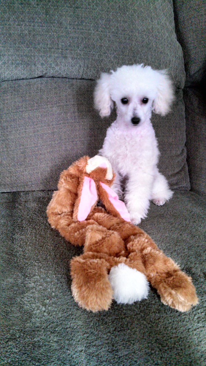 Мальтийский пудель