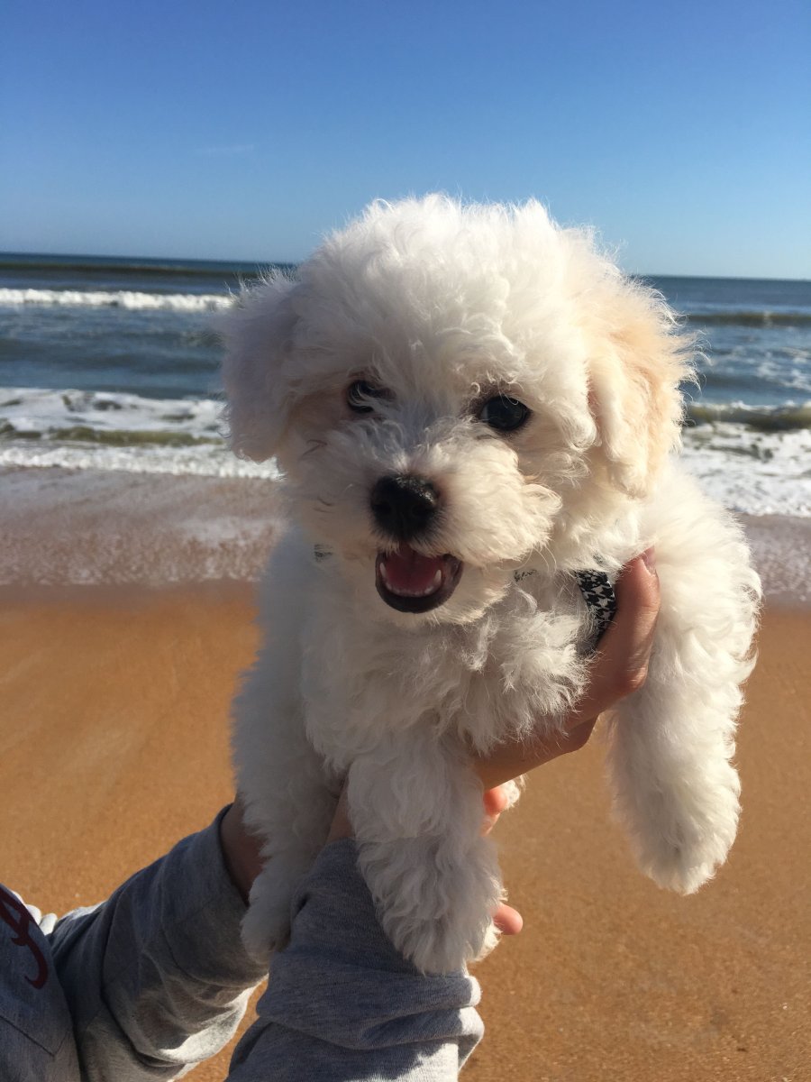 Мальтийский пудель щенок