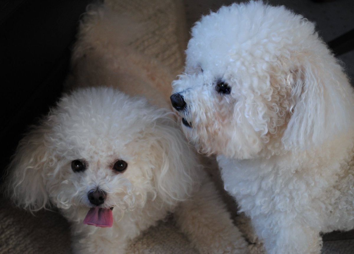 Пудель мальтипу белый