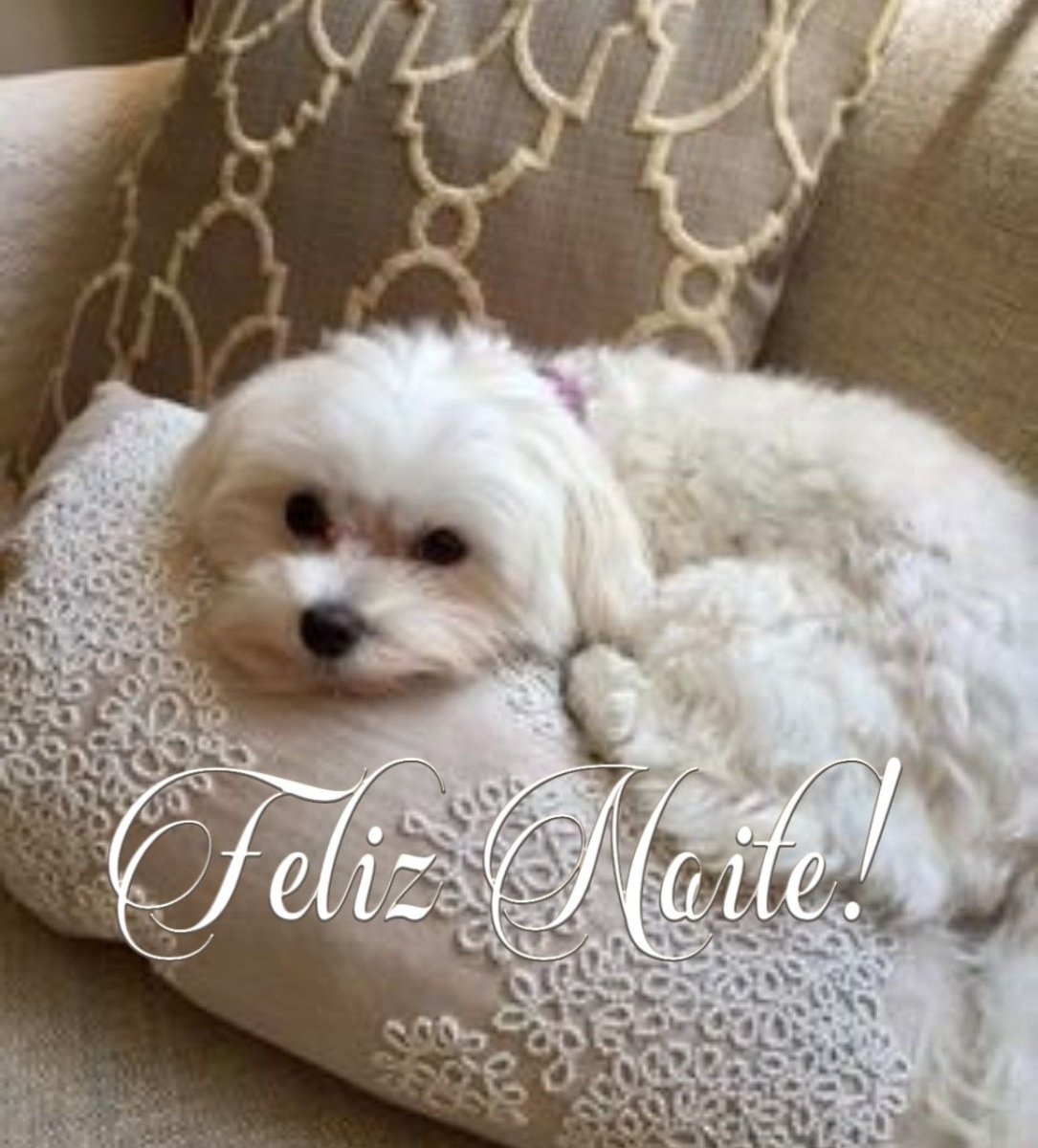 Мальтийская болонка с хвостиком