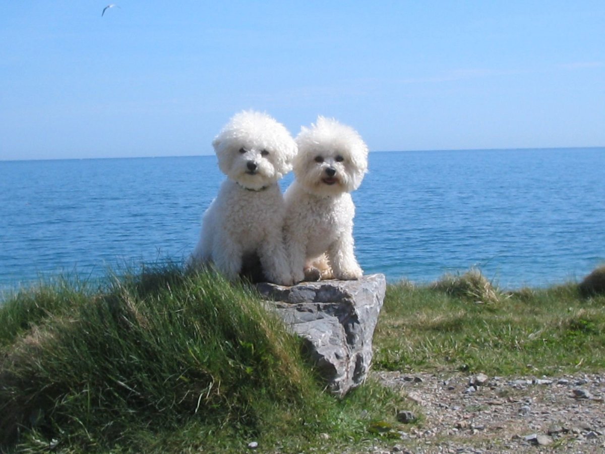 Бишон-рок остров в Англии