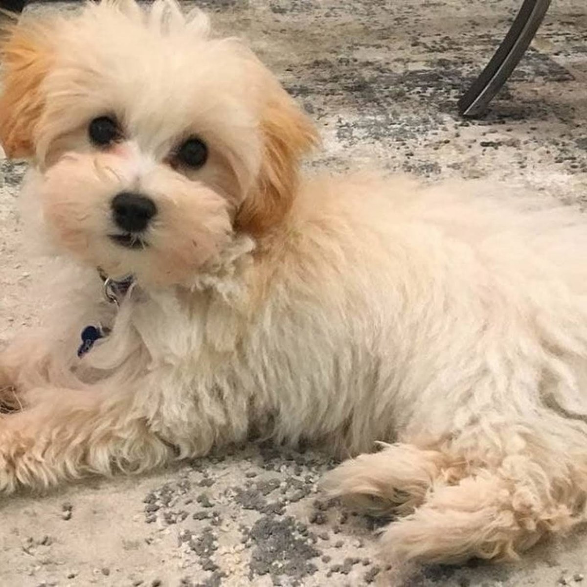 Мальтийская болонка и пудель