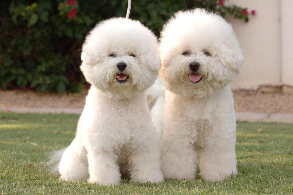 Лион Бишон Бишон фризе