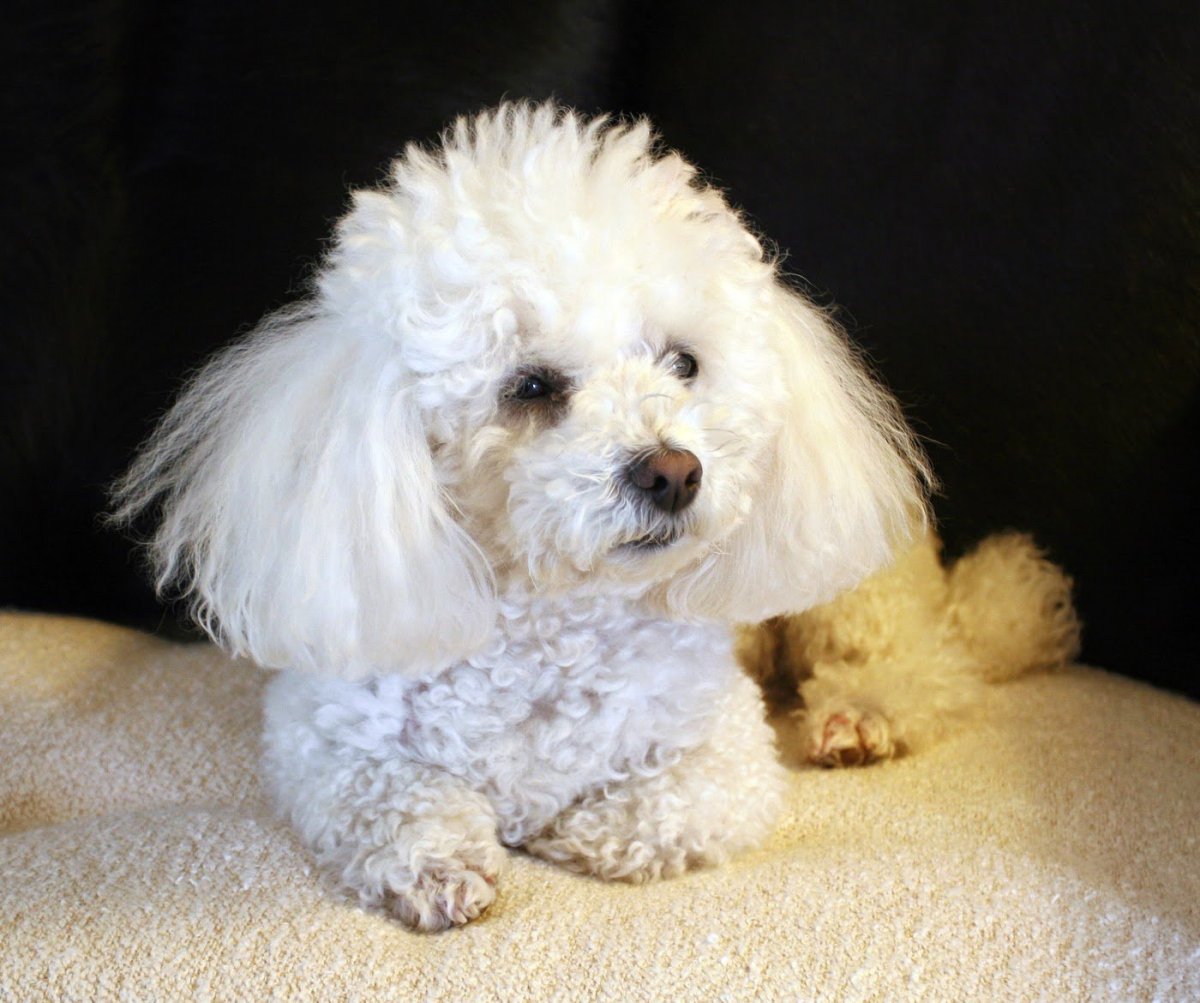 Пудель Бишон фризе