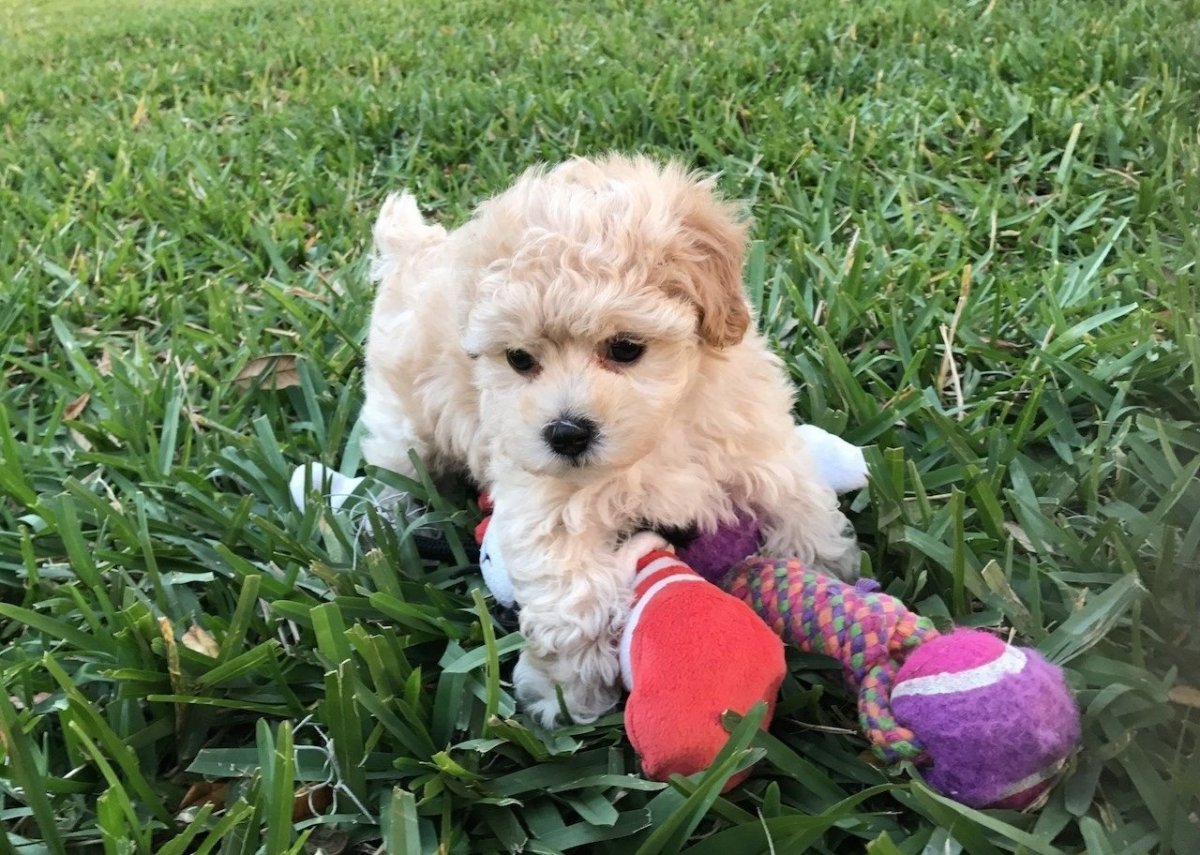 Тедди пудель взрослый