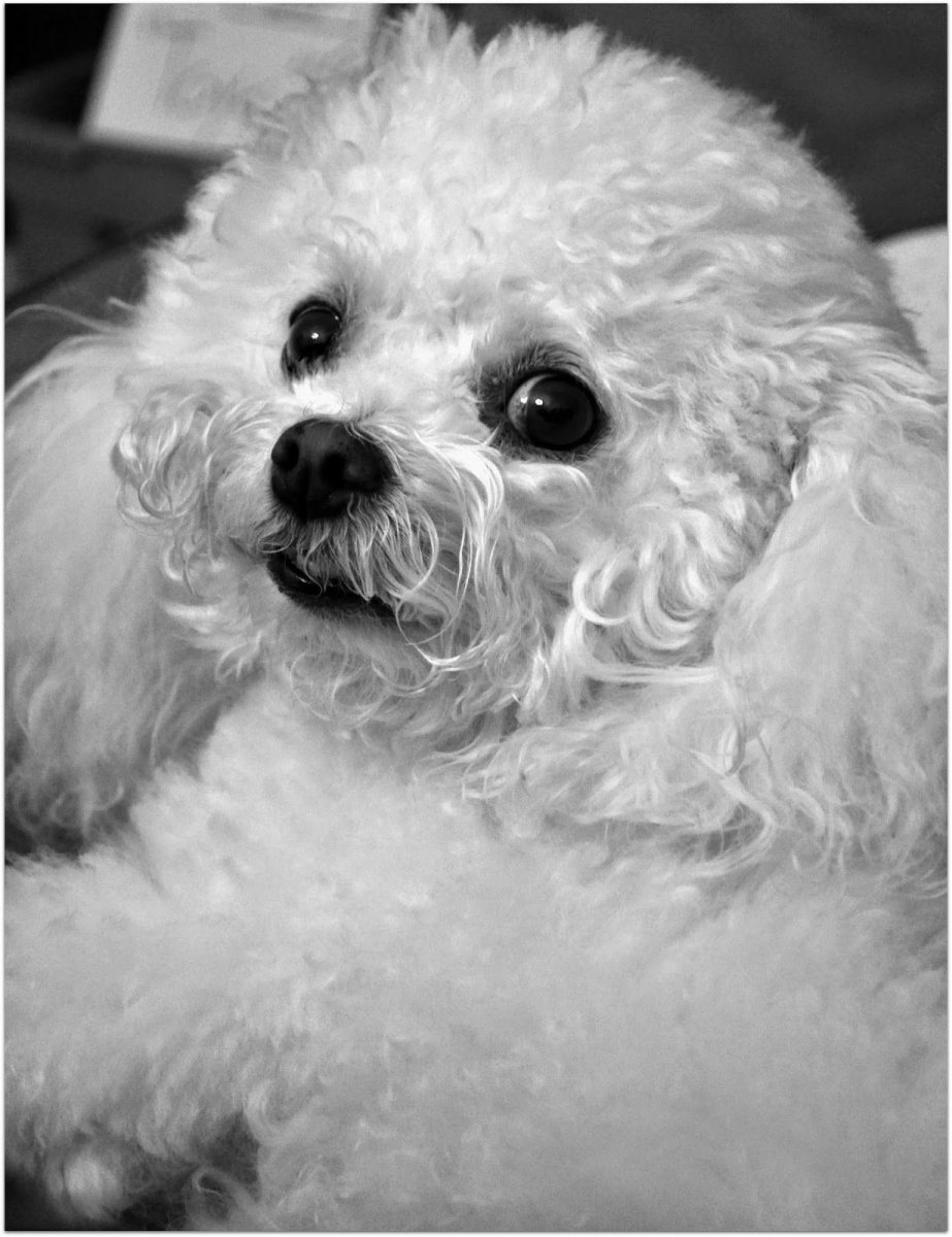 Бишон Болоньез черный