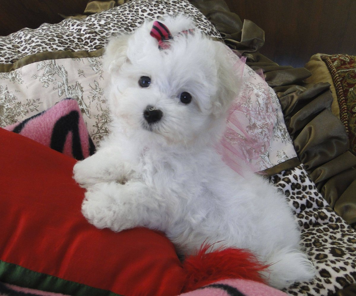 Королевский пудель нестриженный