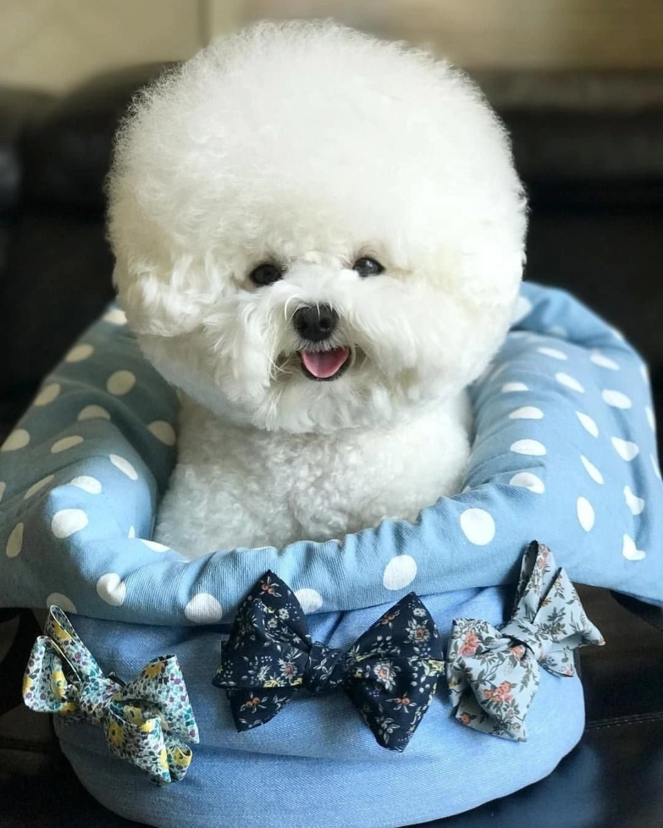 Бишон фризе собака зефир