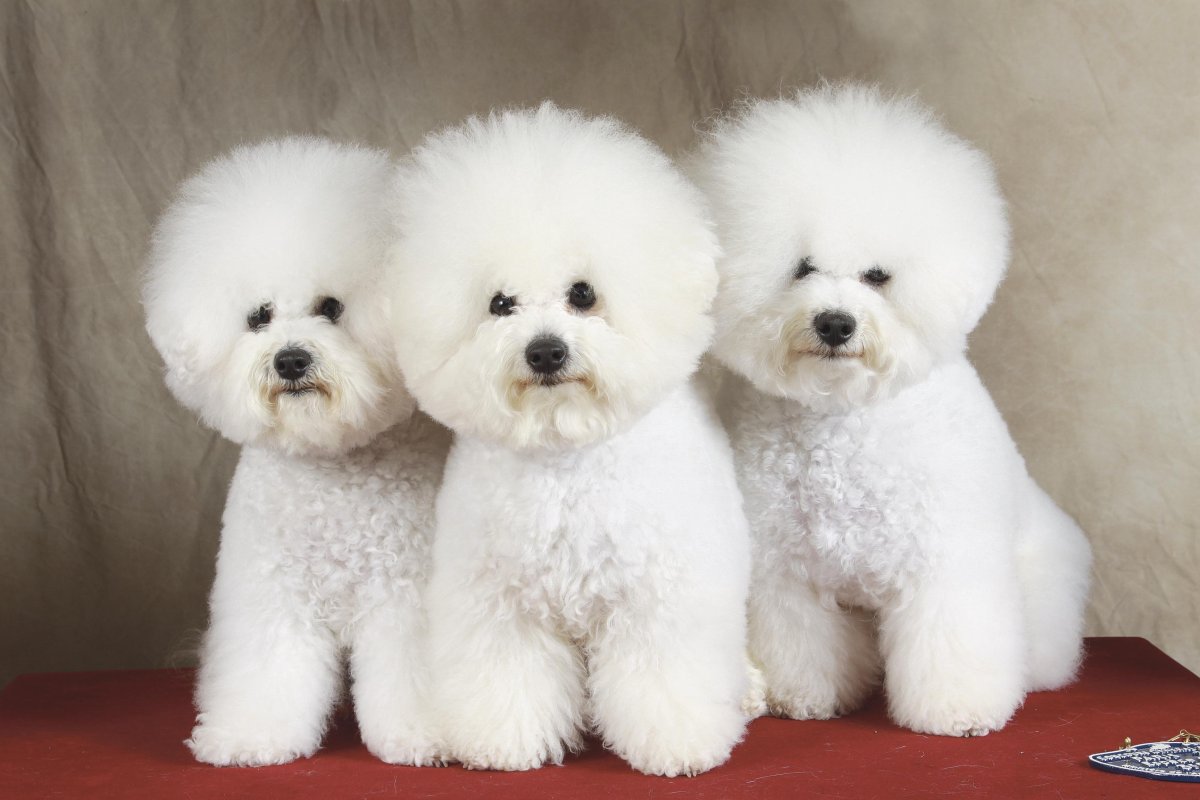 Бишон фризе