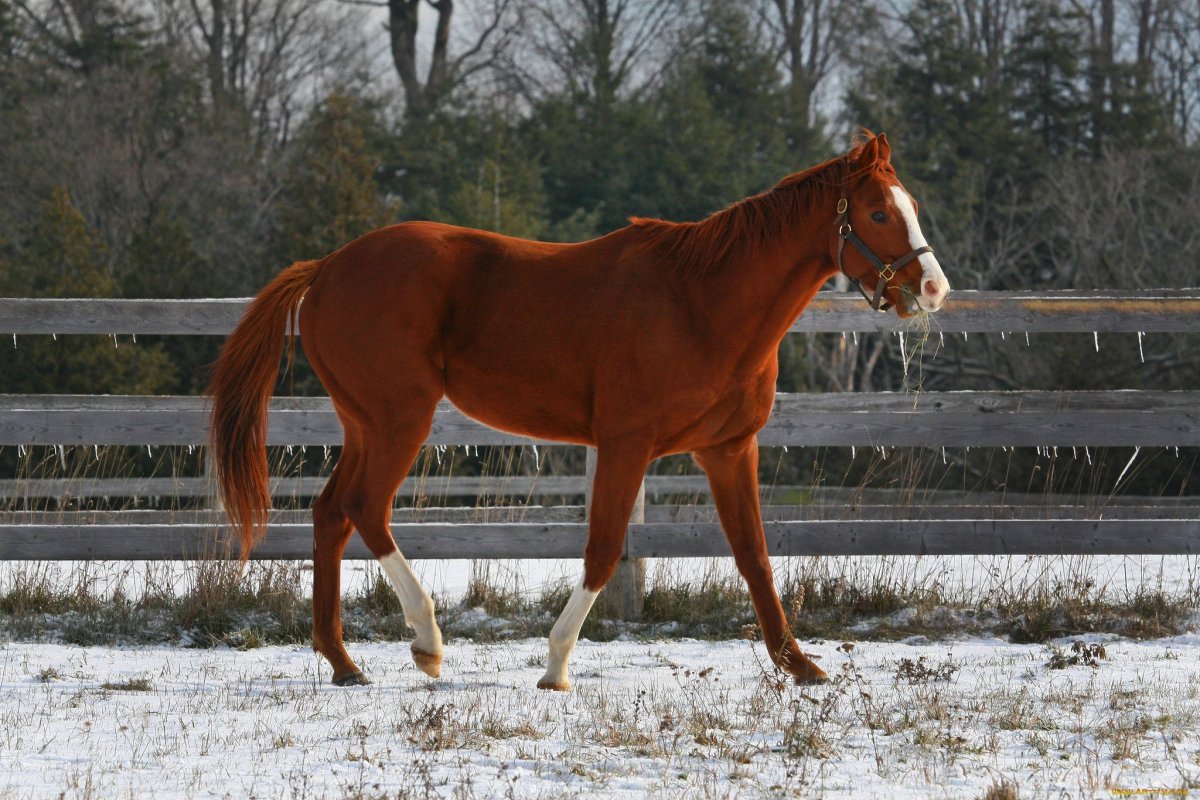 Рыжая масть лошади