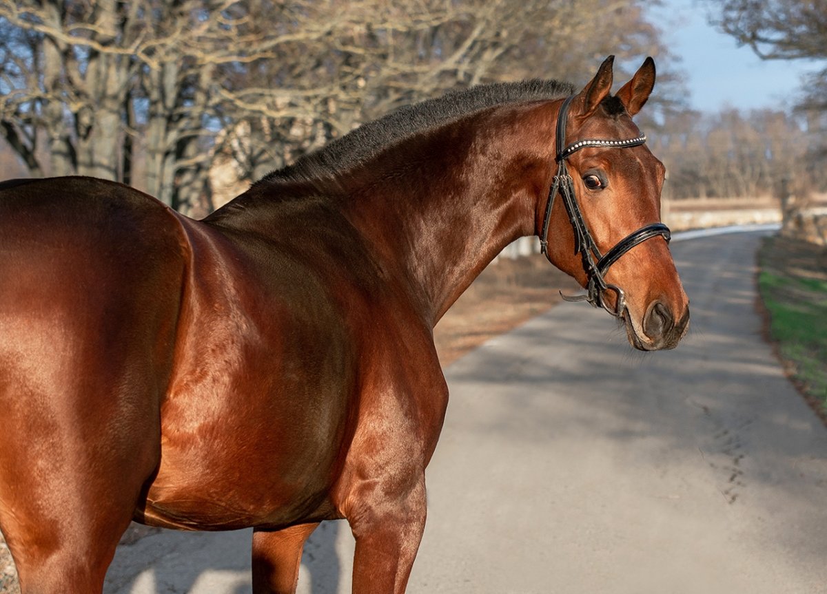 Вороной Донской жеребец