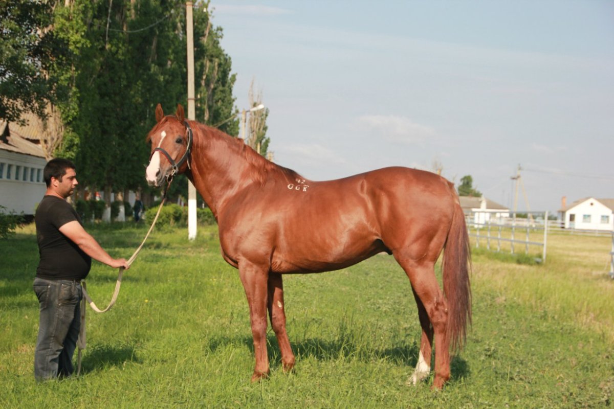 Гончая лошадь