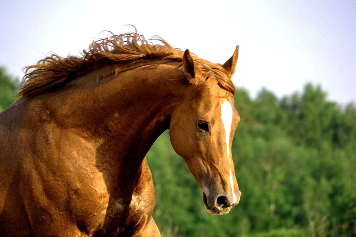 Мерин буденновской породы 177