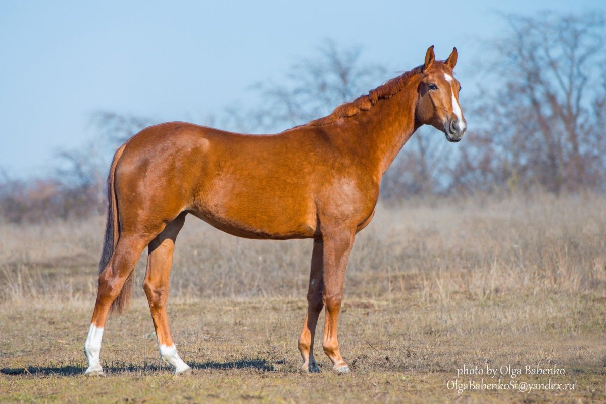 Будённовская лошадь серая