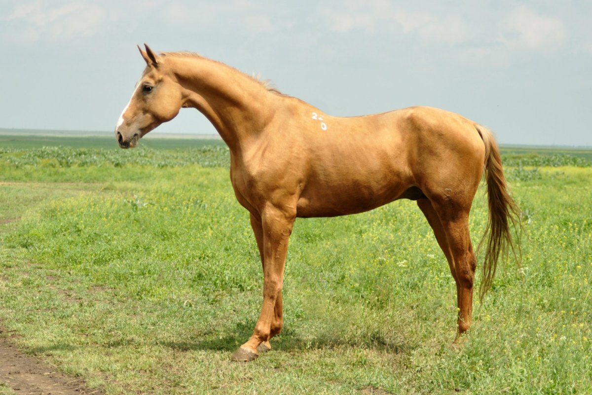 Чистокровный жеребец Златогор