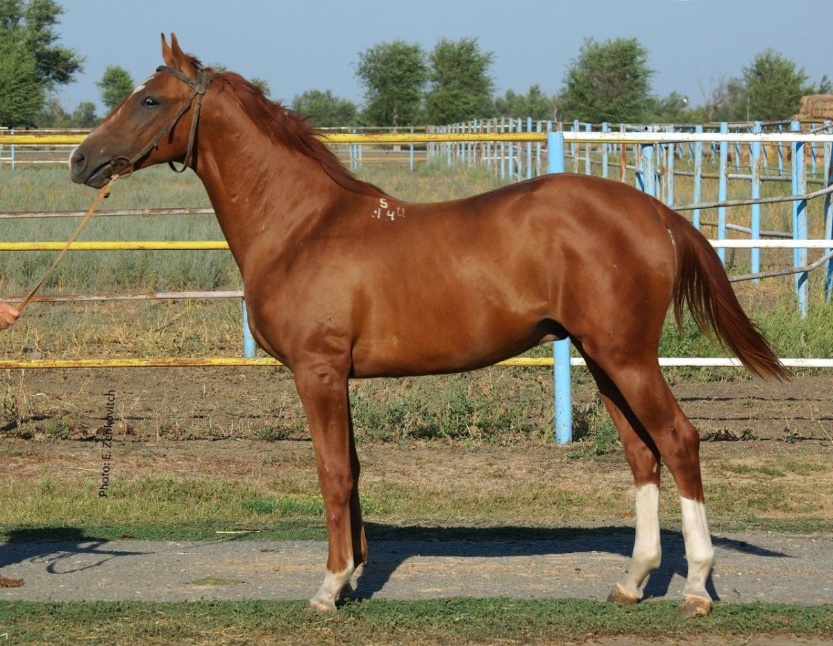 Буденновская порода лошадей наездник