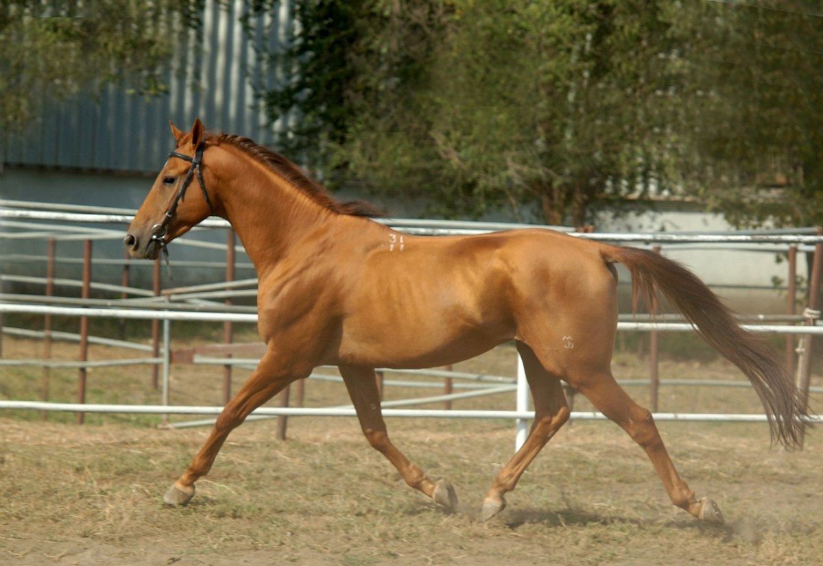 Индексы буденовской лошади