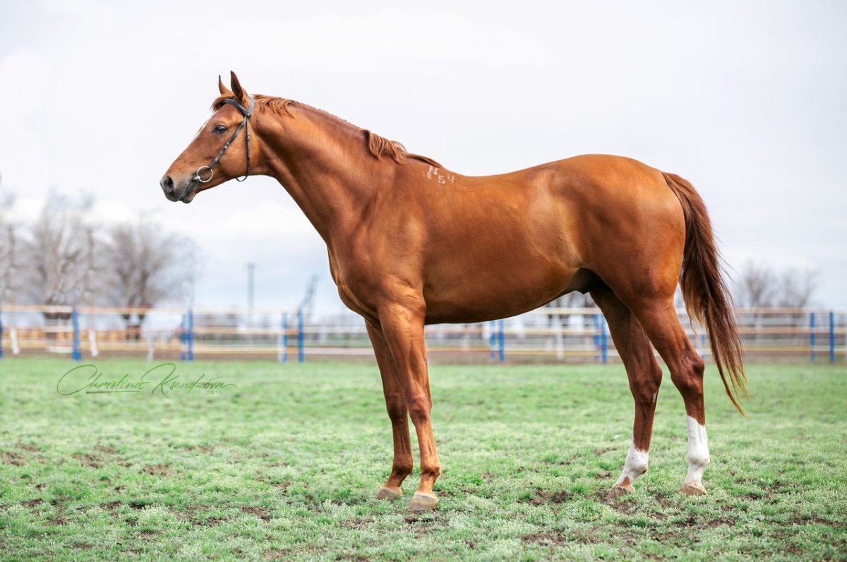 Французский рысак порода лошадей