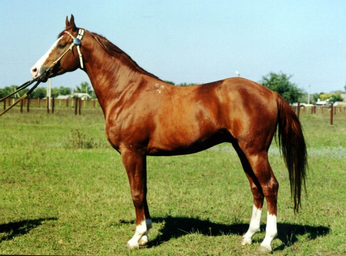 Конзавод Казакова кобыла мапа