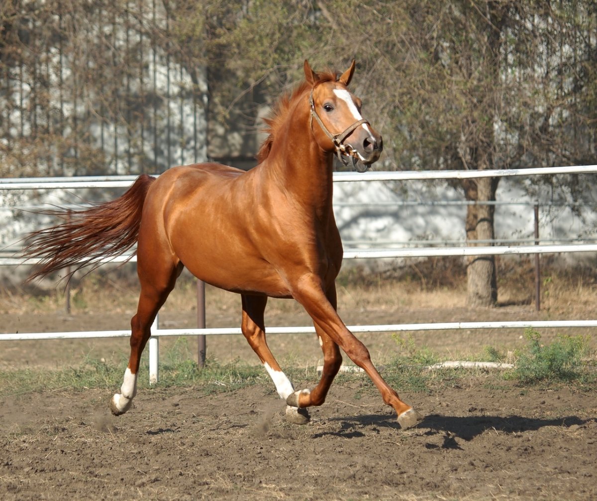 Белогвардеец Донской жеребец