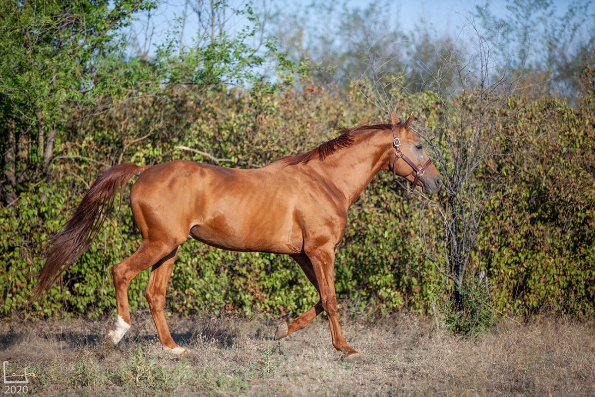 Жеребец Буржуй-7 2006 года Буденновская порода