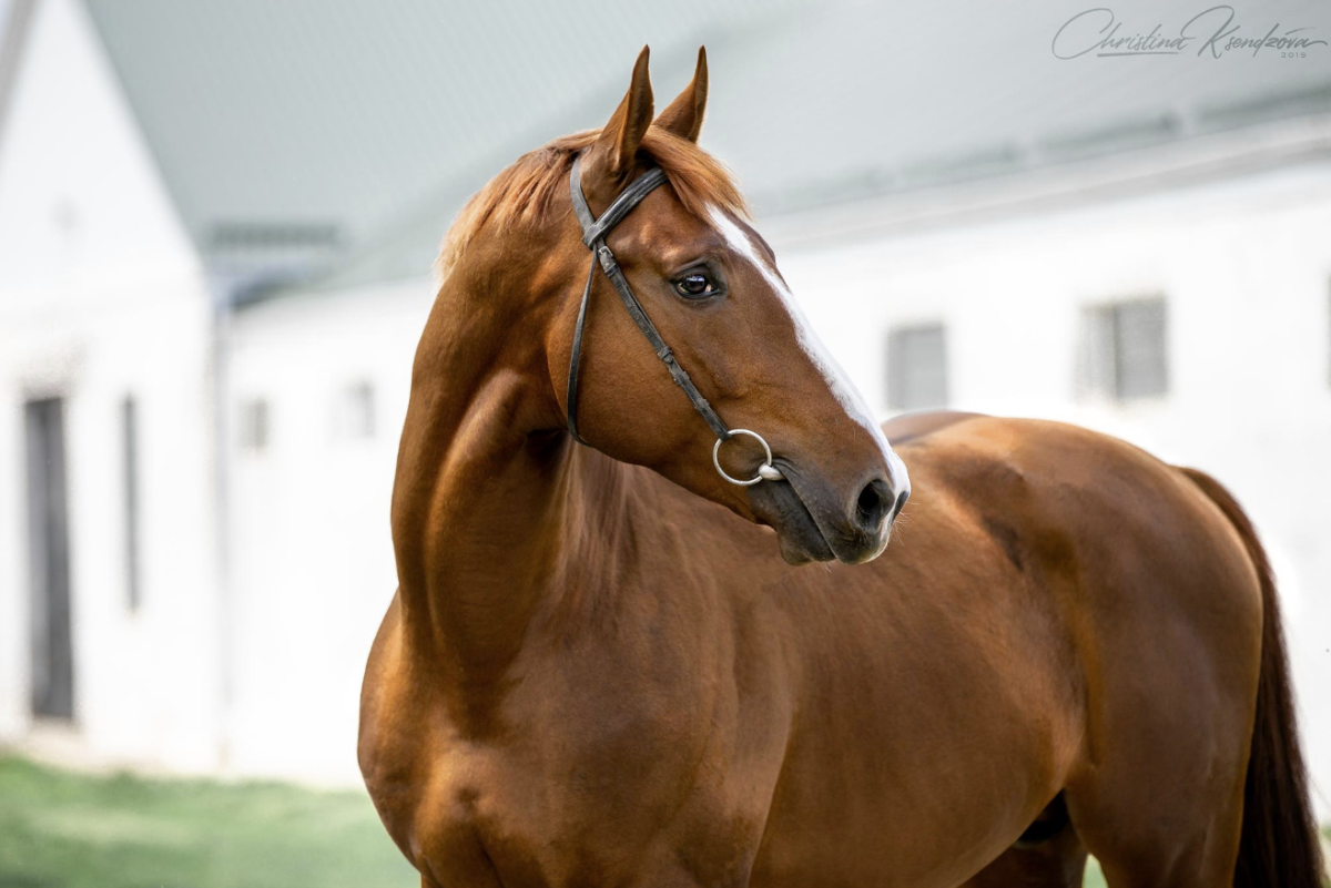 Тракено-Буденовская порода
