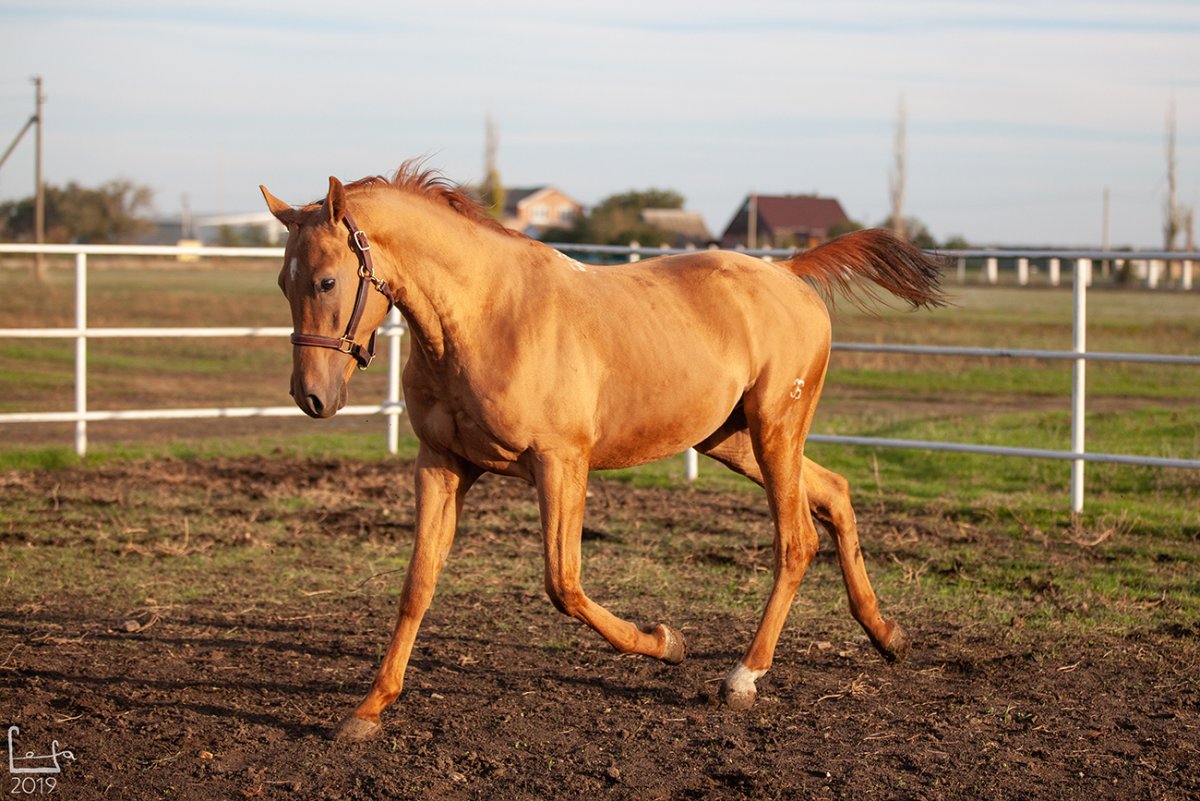 Буденновская порода лошадей масти