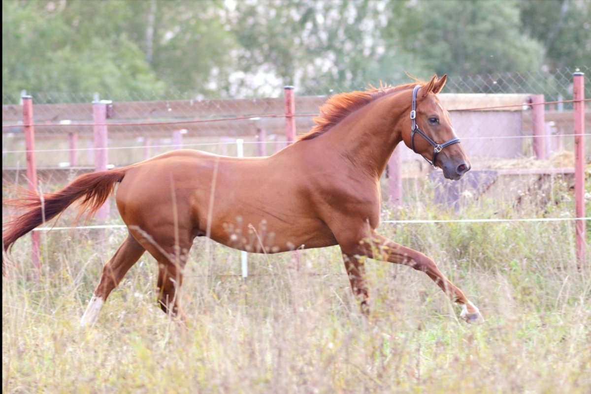 Орлово Донская порода лошадей