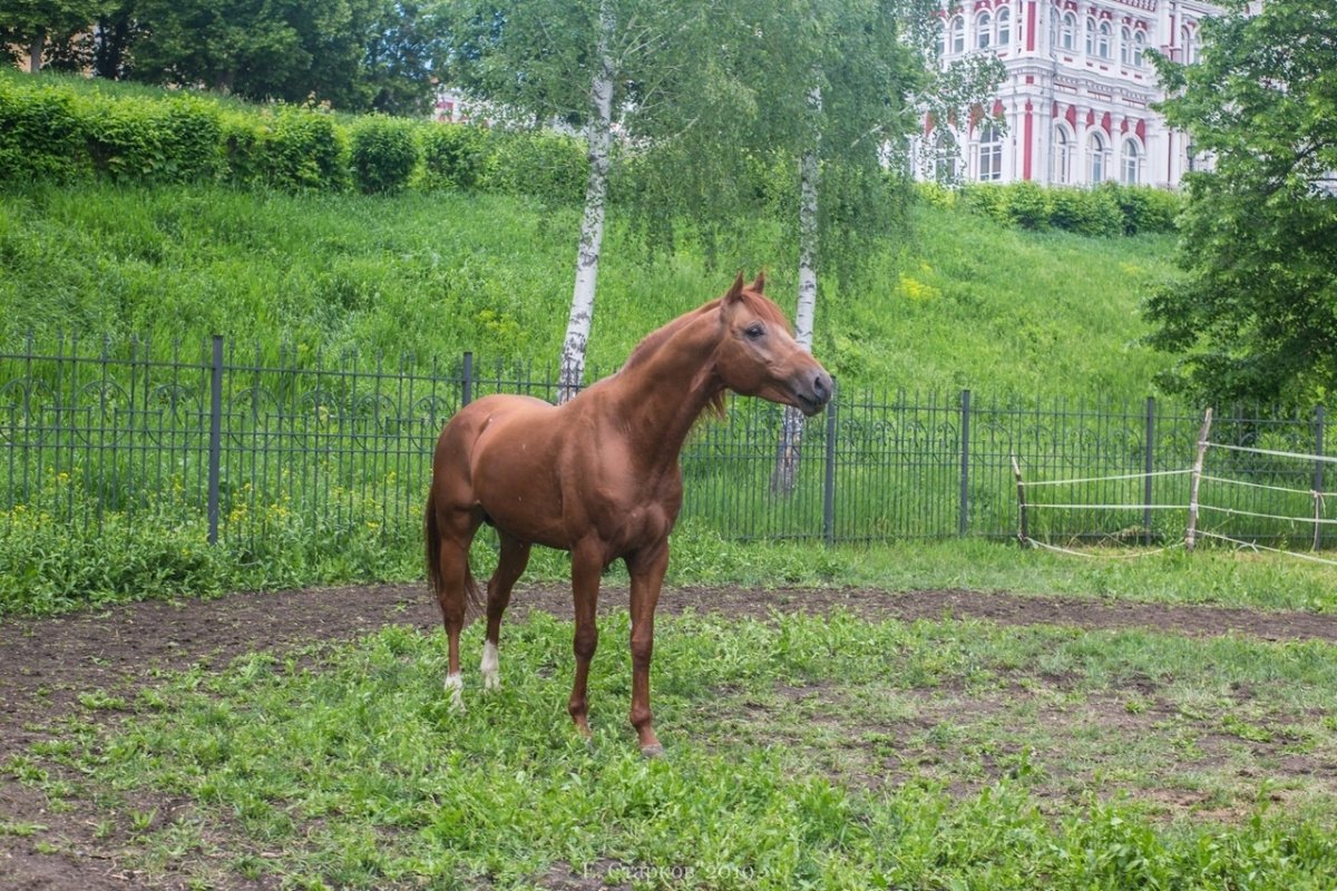 "Рутена Буденновская кобыла"