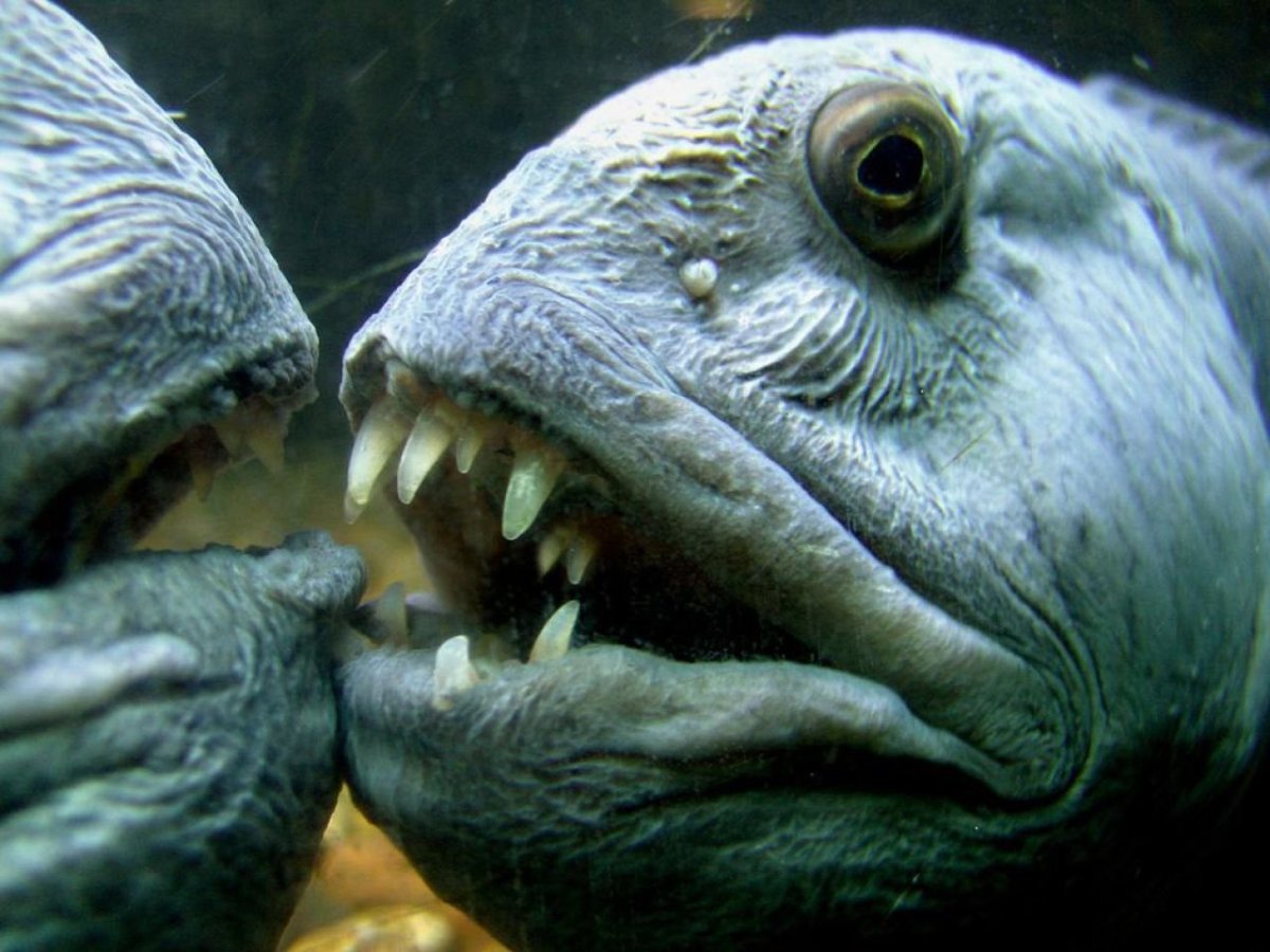 Хек красивое фото